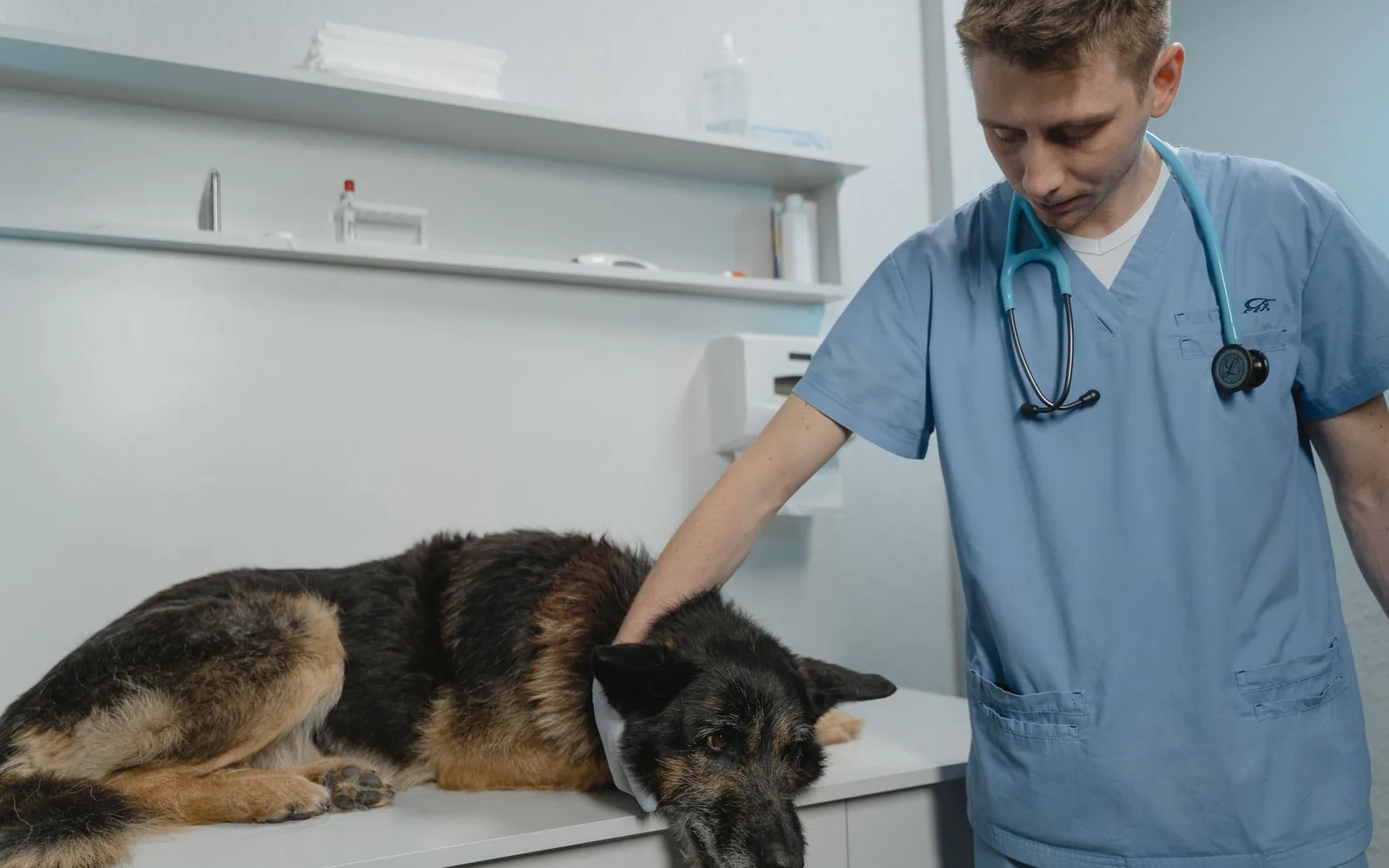 Veterinário examinando um cão em clínica veterinária